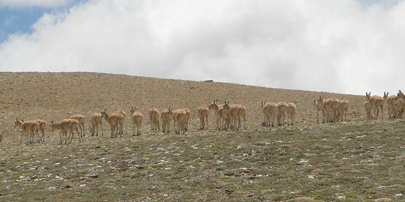 Wild Animals in West Tibet